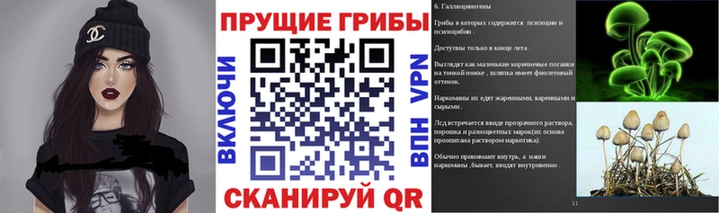 Купить где  Сусуман  Галлюциногенные грибы Psilocybine cubensis 